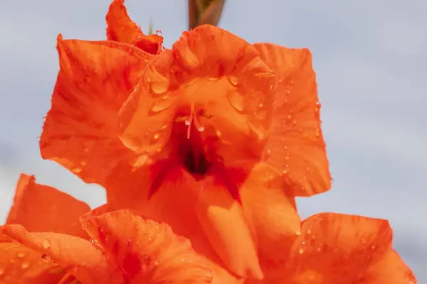 Μακροσκοπική Άποψη Των Πέταλων Λουλουδιών Γλαδιόλα Σταγόνες Βροχής — Φωτογραφία Αρχείου