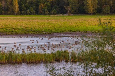 Suda yüzen ördeklerin olduğu güzel bir sonbahar gölü manzarası. İsveç.