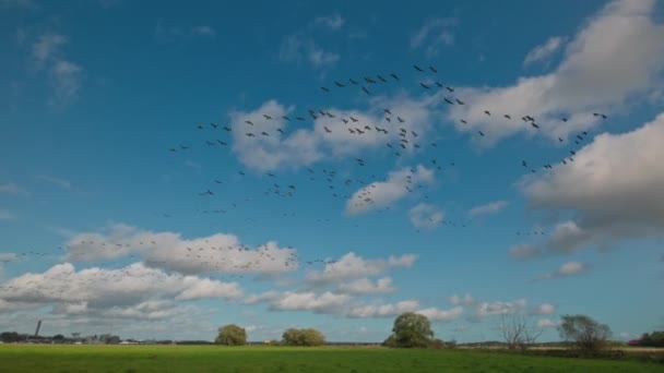 Yüzlerce Kuş Parlak Bir Sonbahar Gününde Mavi Gökyüzünde Uçuyor Orijinal — Stok video