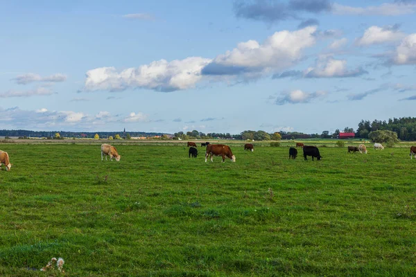Bela Vista Vacas Pastando Gramado Grama Verde Dia Outono Brilhante — Fotografia de Stock