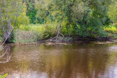 Çalı ve orman ağaçlarının arka planındaki nehir kıyısının güzel sonbahar manzarası. İsveç.