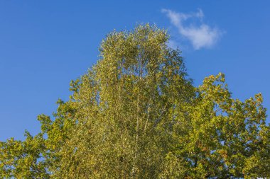 Close-up view of yellowed leaves on birch tree on sunny autumn day.  clipart