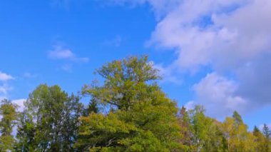 Güneşli bir sonbahar gününde, beyaz bulutlu mavi gökyüzünün zemininde sararmış orman ağaçlarının güzel manzarası. İsveç.