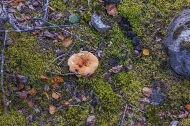 Sonbahar ormanlarında yetişen güzel mantar manzarası. İsveç.