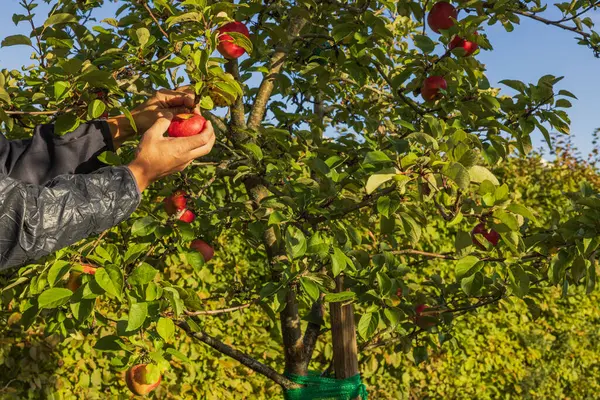 Adamın elleri elma ağacından olgun kırmızı elma topluyor. Sağlıklı gıda konsepti. 