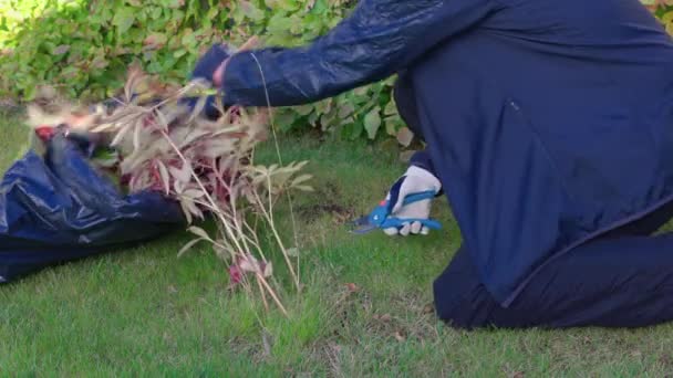 日当たりの良い秋の日に庭でピーニーブッシュを傾ける男 スウェーデン — ストック動画