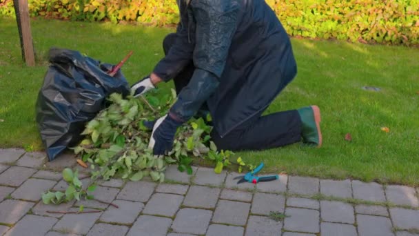 Man Verzamelen Gesnoeide Appelboom Takken Tuin Heldere Herfstdag Zweden — Stockvideo