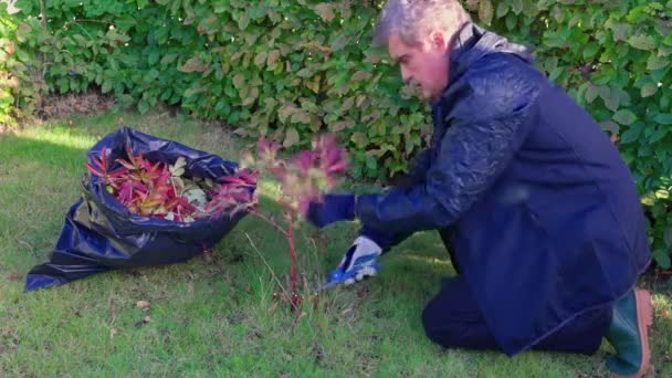 Piękny Widok Jesienny Ogród Człowiekiem Przycinanie Krzewu Piwonii Szwecja — Wideo stockowe