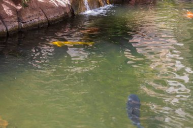 Büyük sazan balığı ve koi kölelerinin yüzdüğü güzel bir gölet manzarası.. 