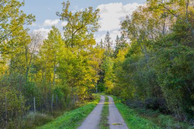 Yeşil ve sarı orman ağaçlarıyla çevrili toprak orman yolu ile sonbahar manzarası çok güzel. İsveç.