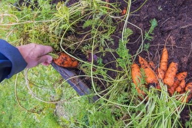 Sonbahar hasadı sırasında bahçe yatağından havuç çeken bir adamın el görüntüsü.. 