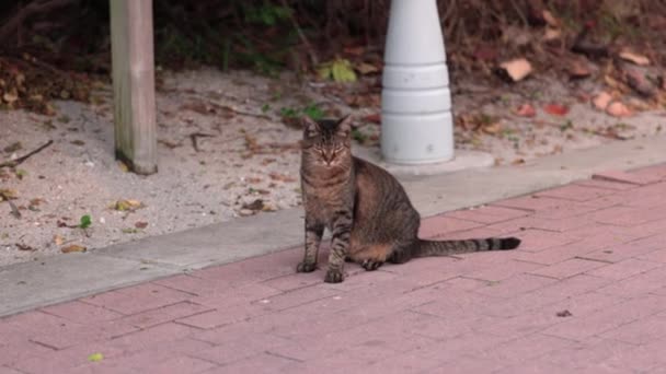 歩道を散策する野良猫のクローズアップビュー 冒険と多分注意のビット マイアミビーチ アメリカ合衆国 — ストック動画