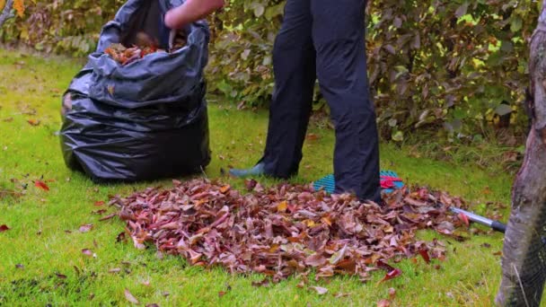 Nahaufnahme Des Herbstlichen Gartens Mit Umgestürzten Blättern Von Bäumen Der — Stockvideo