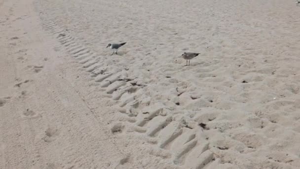 シーガルは砂浜の海岸沿いに沿って歩くように食べ物のための鍛造 — ストック動画