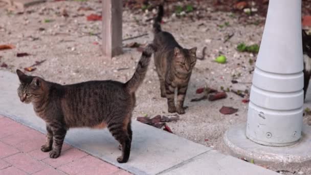 Twee Goed Gevoede Bruine Katten Wandelen Ontspannen Door Walking Street — Stockvideo