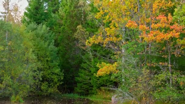 Красота Природного Ландшафта Мере Деревья Начинают Превращаться Золотое Переходя Безмятежному — стоковое видео