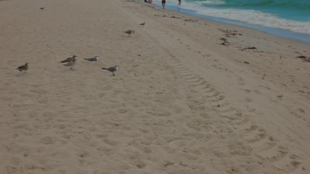 Крупный План Чаек Песчаных Берегах Майами Бич Вдоль Побережья Атлантического — стоковое видео