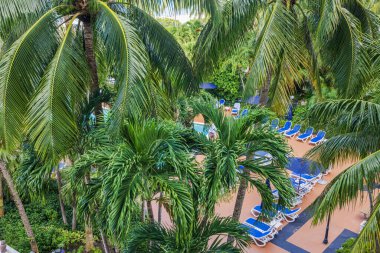 Otelin havuz kenarındaki palmiye ağaçlarından güzel bir manzara. Miami Plajı. ABD. 