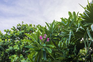 Çiçekli kırmızı çiçekli tropikal bitkilerin güzel manzarası.