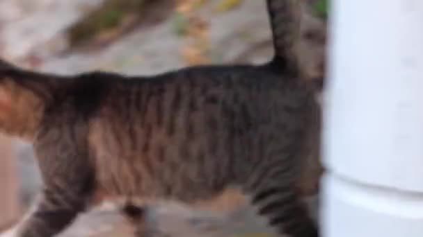 Közelkép Kóbor Macskákról Amint Sétálnak Parkban Walking Street Mentén Miami — Stock videók