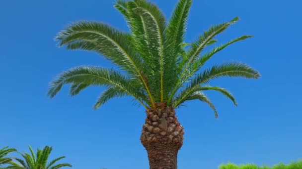 Крупный План Вершины Кокосового Дерева Фоне Голубого Неба Пальмовыми Листьями — стоковое видео