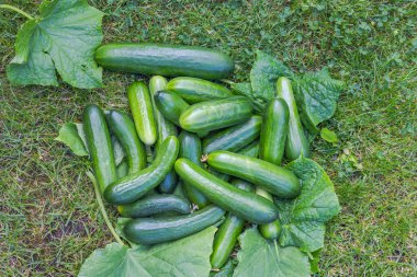 Salatalık yapraklarının üzerinde yeşil çimlerde uzanan sonbahar salatalık hasadının yakın görüntüsü.