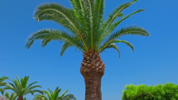 Krásný Výhled Vrchol Datlové Palmy Proti Jasně Modré Obloze Palmovými — Stock video