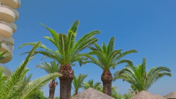 Прекрасный Вид Пальмы Территории Отеля Зонтиками Солнца Греция — стоковое видео