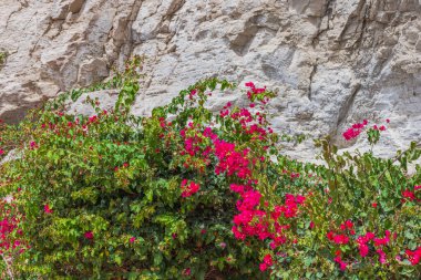 İspanya 'nın Gran Kanarya adasındaki dağların eteğinde kırmızı çiçekli çalılarla güzel bir tropikal bitki manzarası..
