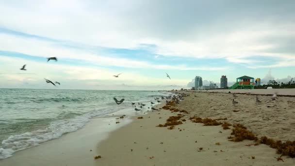 Impresionante Vista Las Gaviotas Playa Arena Con Algas Miami Beach — Vídeo de stock