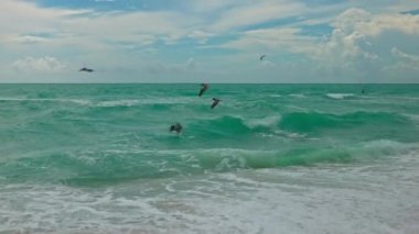 Atlantik Okyanusu 'nun yüzeyinde pelikanların uçtuğu güzel bir manzara. Miami Plajı. ABD.