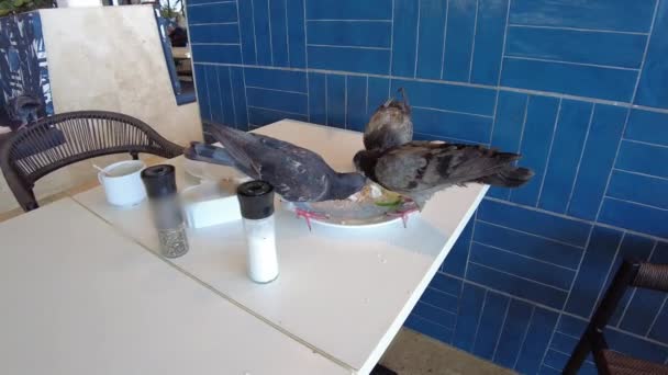 Brief Video Illustrating Pigeons Consuming Leftover Food Hotel Outdoor Restaurant — Stock Video
