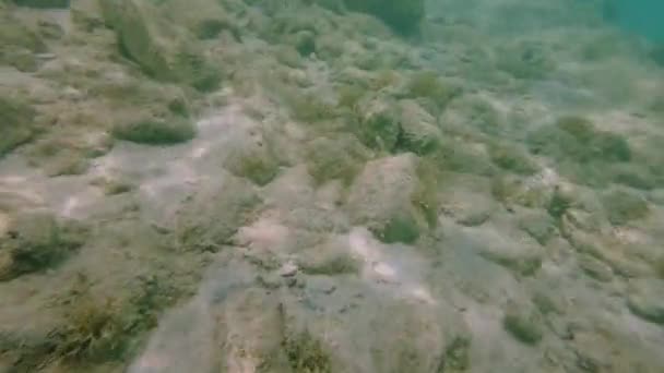 Zapierająca Dech Piersiach Scena Podwodna Podczas Nurkowania Odkrywając Piękno Morskiego — Wideo stockowe