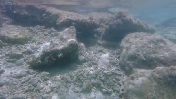 Häpnadsväckande Undervattensscen Medan Snorkling Avslöjar Skönheten Den Marina Världen — Stockvideo