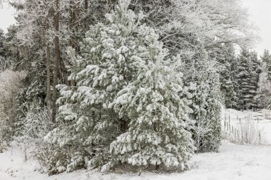 Soğuk kış gününde karla kaplı ormanın kenarındaki köknar ağaçlarının yakın görüntüsü..