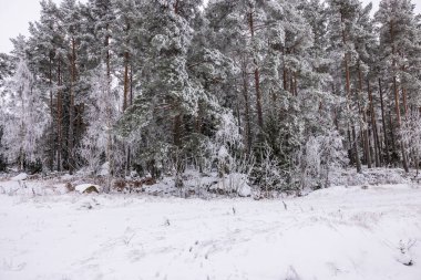 Karla kaplı çam ağaçlarının, bulutlu bir kış gününde, buzla kaplı bir ormanın içindeki resim gibi manzarası. İsveç.