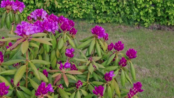 Egy Lenyűgöző Rózsaszín Rododendron Virág Áll Háttér Buja Zöld Bokrok — Stock videók