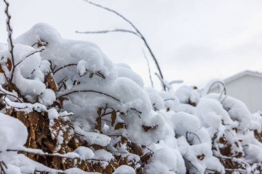 Soğuk bir kış günü karla kaplı bahçedeki çalıların yakın görüntüsü.. 