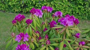 Bahçede açan mor çalı çiçeğinin güzel manzarası.. 