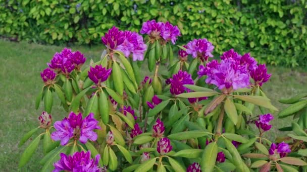Schöne Aussicht Auf Einen Lila Rhododendron Blütenstrauch Der Garten Blüht — Stockvideo