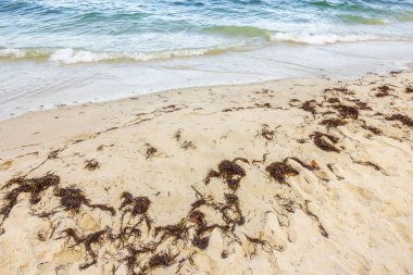 Kumlu sahilde deniz yosunlarıyla Atlantik Okyanusu kıyısı manzarası. Miami Plajı.
