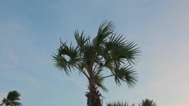 Rüzgarda sallanan palmiye ağacının güzel manzarası gün batımına karşı. Curacao.