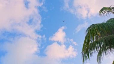 Palmiye ağaçlarının arka planında uçan pelikanların güzel manzarası ve beyaz bulutlu mavi gökyüzü. Miami Plajı.