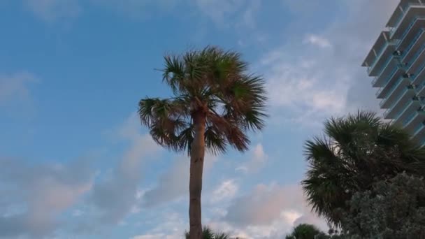 Vacker Utsikt Över Kokospalmer Med Gungande Grenar Mot Blå Himmel — Stockvideo