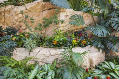 Dış dekorasyon olarak kayalık bir yüzeye yerleştirilmiş ıssız bitkilerle güzel bir açık hava manzarası.. 