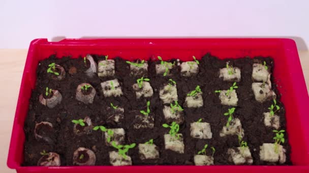 Detailní Pohled Klíčení Petrželových Semen Plastové Nádobě Kostek Rockové Vlny — Stock video