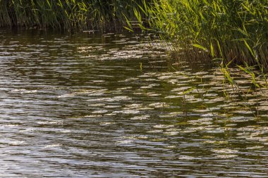Su nilüferlerinin yüzdüğü ve kıyı boyunca büyüyen kamışların olduğu huzurlu göl manzarası. İsveç.