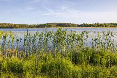 Gölleri ve kıyı boyunca büyüyen kamışları olan güzel bir yaz manzarası. İsveç.