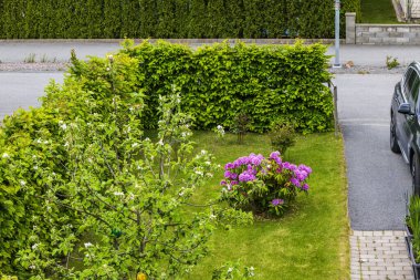 Bahçe manzarasında çiçek açan rhododendron çalıları ve sıcak bahar gününde özel villanın otoparkında park etmiş bir araba. İsveç.