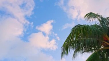 Doğanın yükselen pelikanları, palmiyeleri ve yürüyen caddelerde gezinen insanları olan güzel manzarası. Miami Plajı. ABD.